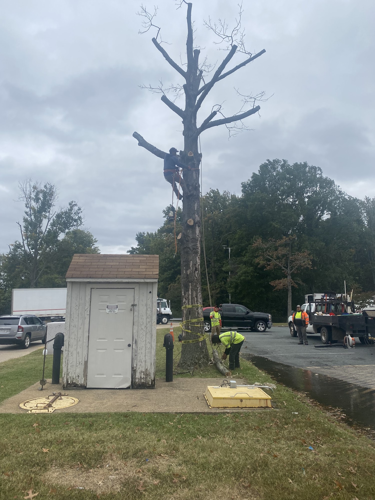 Crew working around a tree removal site