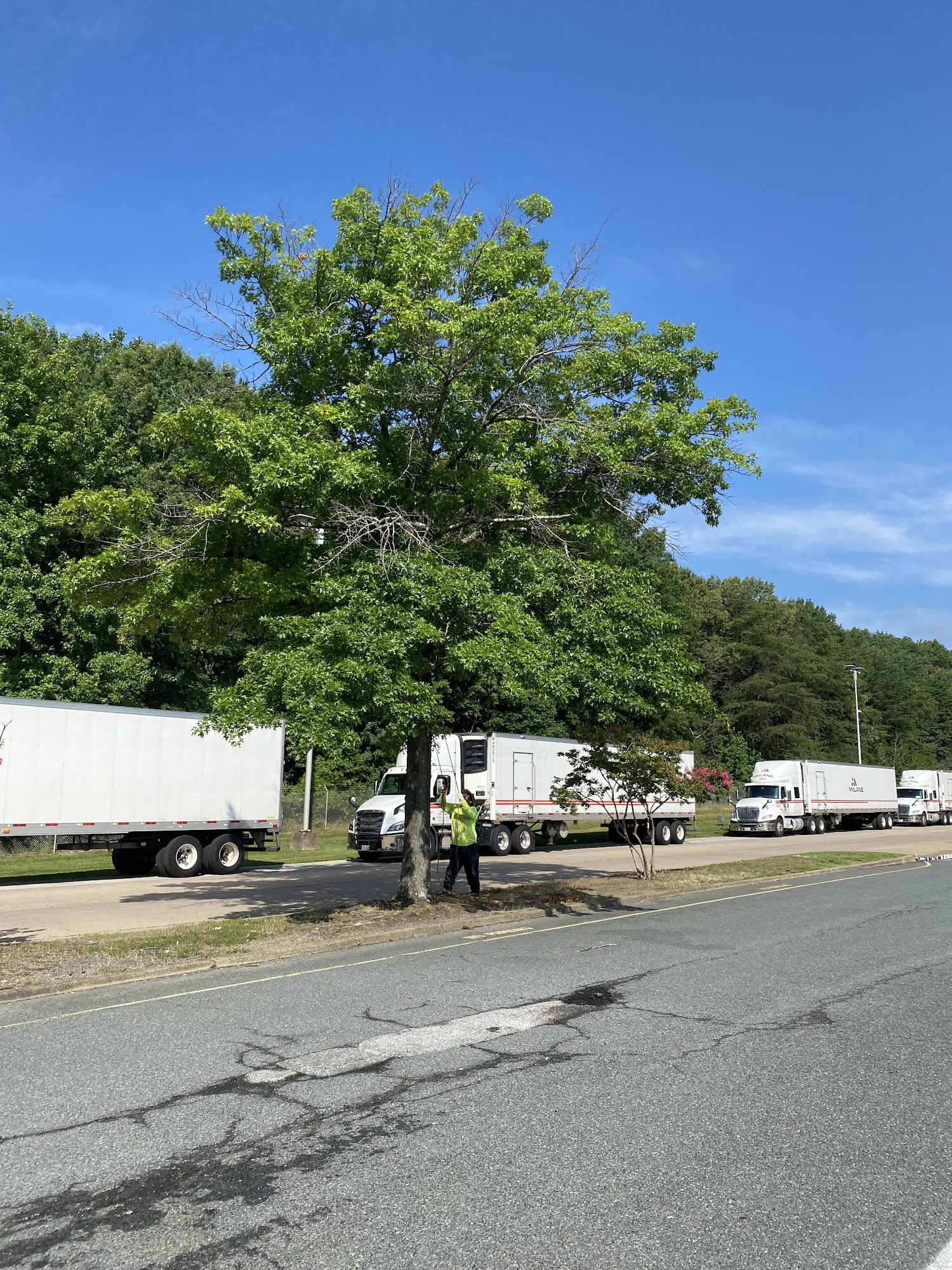 Tree service worker near a roadside tree